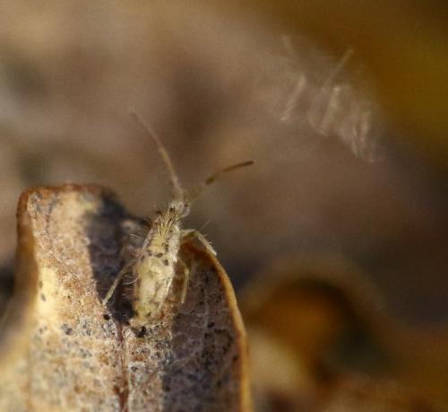 Entomobrya muscorum